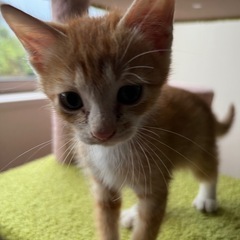 可愛いチャトラの赤ちゃん猫！里親募集！