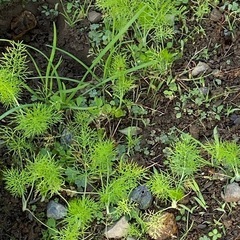 ディル　ただ　自生苗 