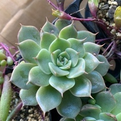 多肉植物　マーガレットレッピン①