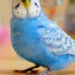 セキセイインコが逃げました(淀川区東三国)