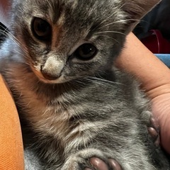 9月11日に産まれました🐈‍⬛