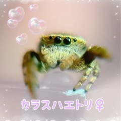 カラスハエトリ　ハエトリグモ　メス1匹の画像