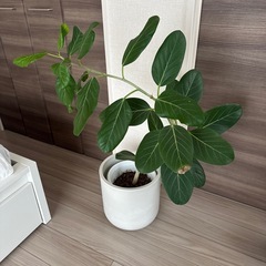 観葉植物　フィカス　ベンガレンシス