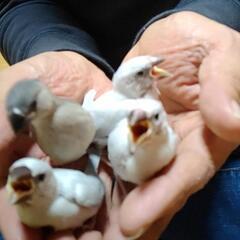 手乗り文鳥