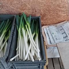 食品ロス削減(*｀ｴ´*)‼️根っこ付きネギと、剥き損じねぎお譲りします🙇⤵️の画像