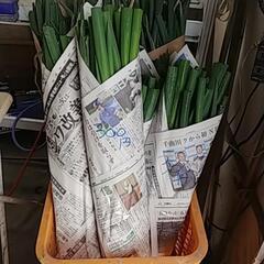 食品ロス削減(*｀ｴ´*)‼️根っこ付きネギと、剥き損じねぎお譲りします🙇⤵️の画像