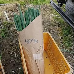 食品ロス削減(*｀ｴ´*)‼️根っこ付きネギと、剥き損じねぎお譲...