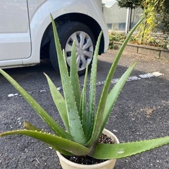 アロエベラの画像