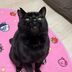 ランキングキーワードに紐づく投稿画像-黒猫