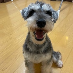 ミニチュアシュナウザー