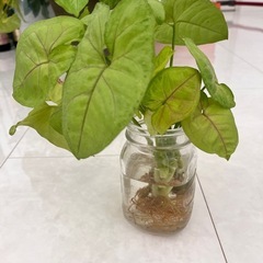 シンゴニウム、観葉植物、株分けの画像