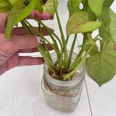 シンゴニウム、観葉植物、株分けの画像