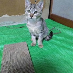 里親見つかりました。　満身創痍で見つかった男の子