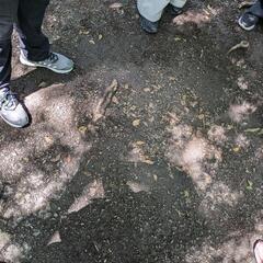 明日👣お散歩会やります - 中央区