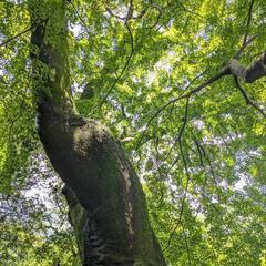 明日👣お散歩会やります − 東京都
