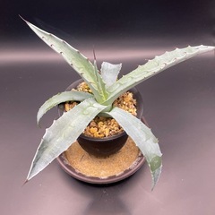 (手渡し)実生アガベ：モラニー  1株 ①