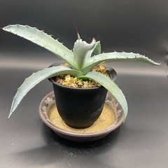 (手渡し)実生アガベ：モラニー  1株 ①の画像