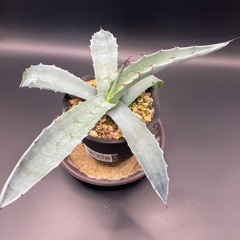 (手渡し)実生アガベ：モラニー  1株 ①の画像