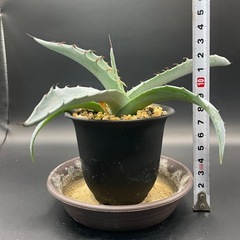 (手渡し)実生アガベ：モラニー  1株 ①の画像