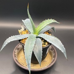 (手渡し)実生アガベ：クリサンサ・ジャイアント  1株 ①の画像