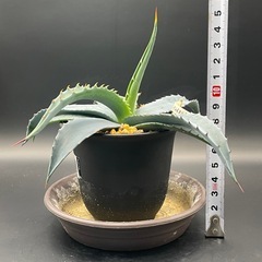 (手渡し)実生アガベ：クリサンサ・ジャイアント  1株 ①の画像