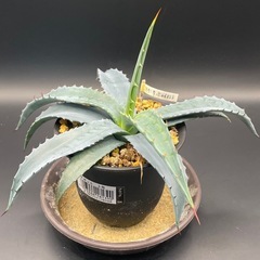 (手渡し)実生アガベ：クリサンサ・ジャイアント  1株 ①