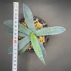 (手渡し)実生アガベ：クリサンサ・ジャイアント  1株 ①の画像