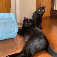 温和で甘えたさんの黒猫アンとレン