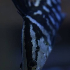 アカメ(赤瞳)の画像