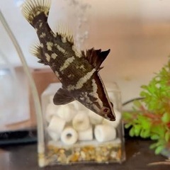 アカメ(赤瞳)