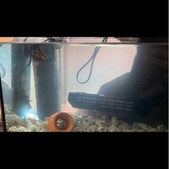 アカメ(赤瞳)の画像