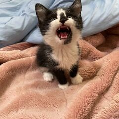 ぴゃーぴゃー泣きながら寄ってくる甘えん坊さん♪