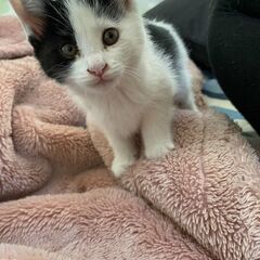 撫でられるのも人のそばも好き！おっとりした仔猫