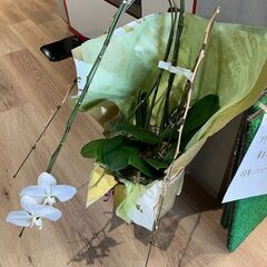 胡蝶蘭鉢植え