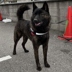 里親募集：愛犬「こりゅう」を大切にしてくださる方が見つかりました - 犬