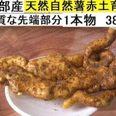 黒部産・超粘り！赤土粘土の典型的天然自然薯‣上質先端部　≒380g