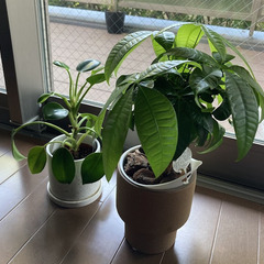金のなる木とフィロデンドロン（観葉植物2本セット）