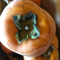 ＊お取引中＊　渋抜き済み柿　平柿　種無し柿　30個の画像