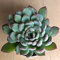 多肉植物　韓国苗　seichi