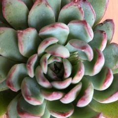 値下げ　多肉植物　韓国苗　seichiの画像