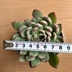 値下げ　多肉植物　韓国苗　seichiの画像