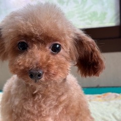 ティーカップの男の子決まりました．お返事できず申し訳ありません。