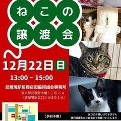むさしの地域猫の会　ねこちゃん譲渡会