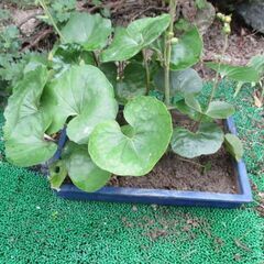 お譲り先決定　【４、５枚目最新写真追加】【最終処分】　黄色いお花...