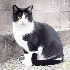 急）ハチワレ小ぶりのゆきちゃん