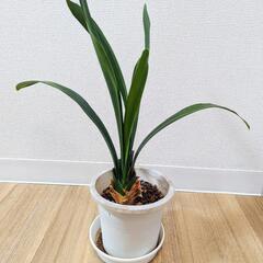 クンシラン(君子蘭)⭐鉢＋受け皿付き⭐