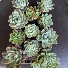 多肉植物　セット