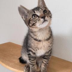 人なつっこさ満点ゴロゴロまこちゃん - 四街道市