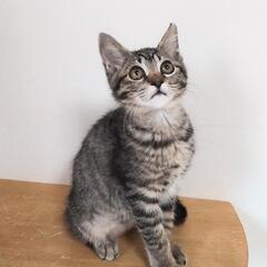 人なつっこさ満点ゴロゴロまこちゃん − 千葉県