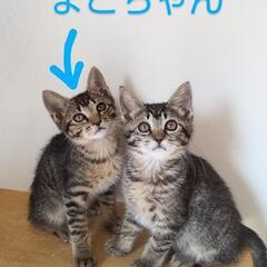 人なつっこさ満点ゴロゴロまこちゃん